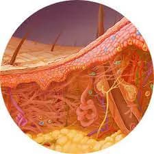 Dermatology